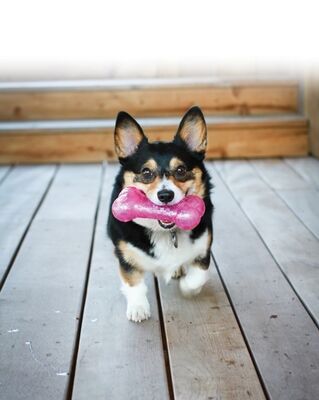 Kong Squeezz Hışırtı Sesli Kemik Köpek Oyuncağı Medium 15,5 Cm