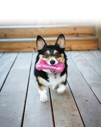 Kong Squeezz Hışırtı Sesli Top Köpek Oyuncağı Large 7 Cm - Thumbnail