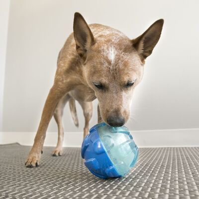 Kong Rewards Ödüllü Köpek Oyuncağı Large 17 Cm