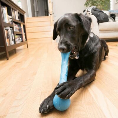 Kong SqueakStix Kauçuk At Getir Köpek Oyuncağı Large
