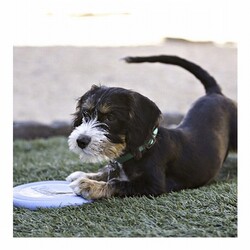 Kong Puppy Kauçuk Frizbi Yavru Köpek Oyuncağı - Thumbnail