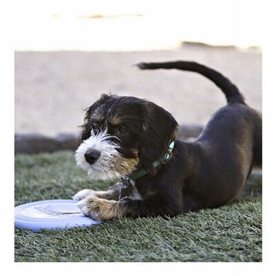 Kong Puppy Kauçuk Frizbi Yavru Köpek Oyuncağı 