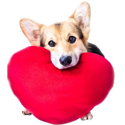 Köpeğiniz Sizi Ne Kadar Seviyor?