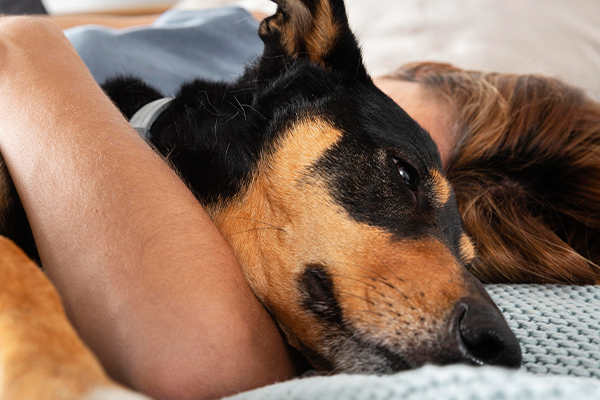 Köpeğinizle Aynı Yatakta Uyumanın Artıları ve Eksileri: Bağ Kurmak mı, Alışkanlık mı?