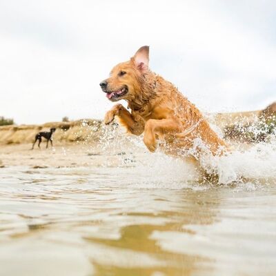 Köpeğinizle Yüzerken Dikkat Etmeniz Gerekenler