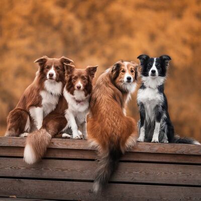 Köpekler Hakkında Doğru Bilinen Yanlışlar