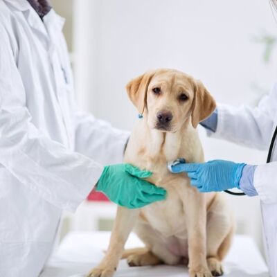 Köpeklerde Antibiyotik Kullanımı ve Dikkat Edilmesi Gerekenler
