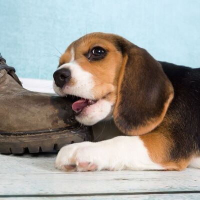 Köpeklerde Ayakkabı Takıntısı ve Bu Takıntıyı Önleme Yolları