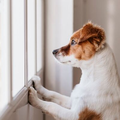 Köpeklerde Ayrılık Kaygısı Belirtileri ve Çözümü