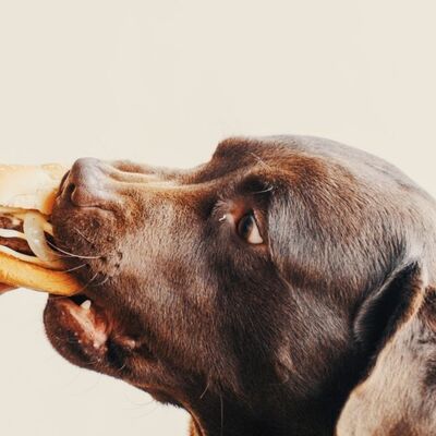 Köpeklerde Gıda Alerjisi Belirtileri ve Tedavisi 