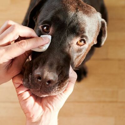 Köpeklerde Göz Temizliği Nasıl Yapılır?
