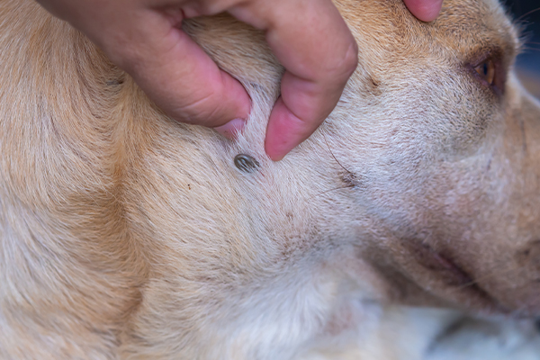 Köpeklerde Kene Sorunu: Tespitten Korunmaya Adım Adım Rehber