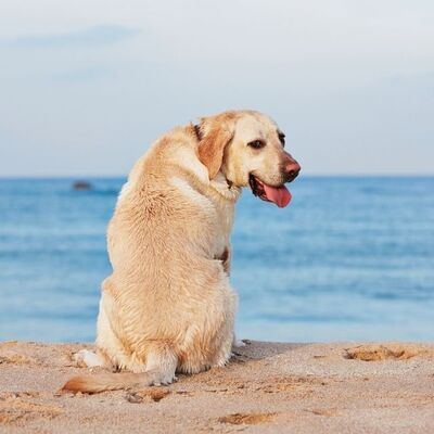 Köpeklerde Kepek Sorunu ve Çözüm Yolları