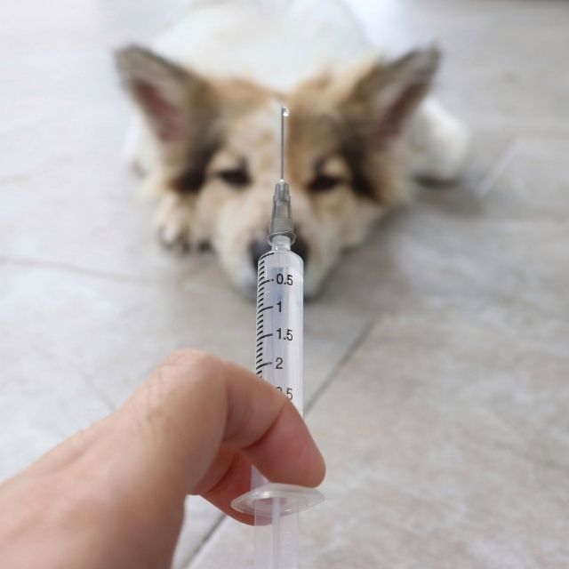 Köpeklerde Kuduz Aşısı