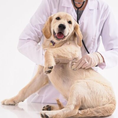 Köpeklerde Rahim İltihabı (Pyometra) Neden Olur? Nasıl Tedavi Edilir?