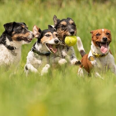 Köpeklerde Sosyalleştirme Eğitimi (Sosyalizasyon)