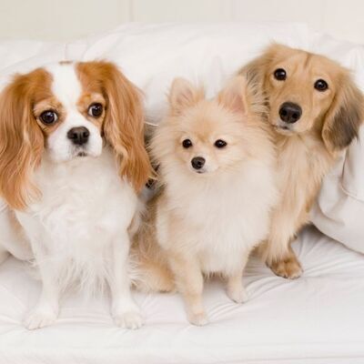 Köpeklerin Daha Uzun Yaşaması İçin Yapılması Gerekenler