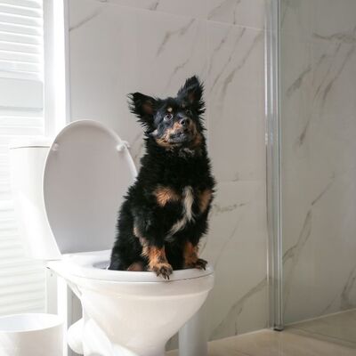 Köpeklerin Eve Tuvaletlerini Yapmalarını Önlemenin Yolları