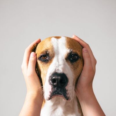 Köpeklerin Kulakları Neden Kesilir? Kulak Kesilmesi Doğru Mudur?