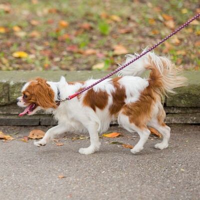 Köpekler İçin İdeal Yürüyüş Nasıl Olmalı? Köpeğinizle Yürüyüş Yaparken Dikkat Etmeniz Gerekenler