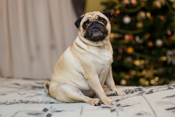 Küçük Irk Köpeklerde Obezite Neden Tehlikelidir? Belirtileri, Riskleri ve Korunma Yolları