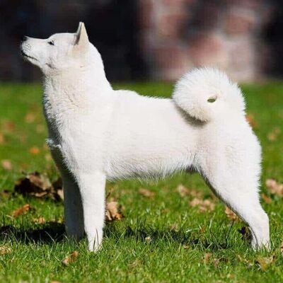 Kyushu (Kishu İnu) Köpek Irkı Özellikleri ve Bakımı 