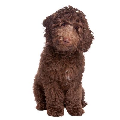 Labradoodle Köpek Irkı Özellikleri ve Bakımı