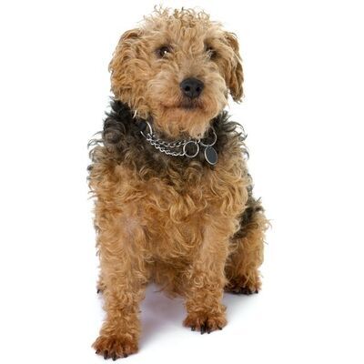 Lakeland Terrier Köpek Irkı Özellikleri ve Bakımı