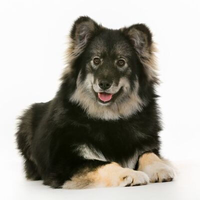 Lapphund Köpek Irkı Özellikleri ve Bakımı