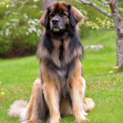 Leonberger Köpek Irkı Özellikleri ve Bakımı