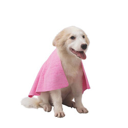 M-Pets Bathtime Hızlı Kuruyan Kedi ve Köpek Havlusu Pembe 64x43 Cm - Thumbnail