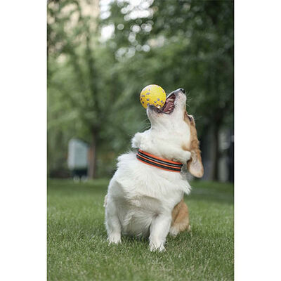 M-Pets Bloom Ball Parçalanmaz Top Köpek Oyuncağı Sarı 7 Cm 