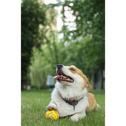 M-Pets Bloom Ball Parçalanmaz Top Köpek Oyuncağı Sarı 7 Cm - Thumbnail
