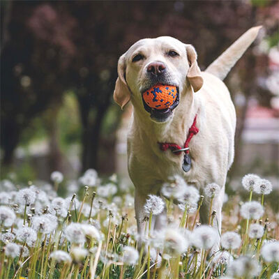 M-Pets Bloom Ball Parçalanmaz Top Köpek Oyuncağı Turuncu 7 Cm 