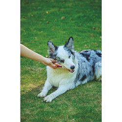 M-Pets Carnivore Savoury Bone Pastırma Aromalı Kemik Köpek Oyuncağı 14,5x5,1x5 Cm - Thumbnail