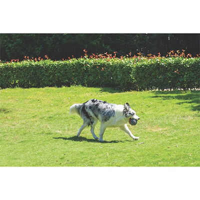 M-Pets Coto Örgü Top Köpek Oyuncağı Gri 9,5 Cm 