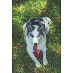 M-Pets Coto Red Ball Örgü Top Köpek Oyuncağı 9,5 Cm - Thumbnail