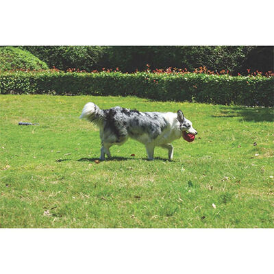 M-Pets Coto Red Ball Örgü Top Köpek Oyuncağı 9,5 Cm 