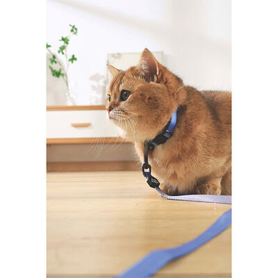 M-Pets Gentle Kedi Boyun Tasması Mavi 20-30 Cm  M-Pets Gentle Kedi Boyun Tasması Mavi 20-30 Cm