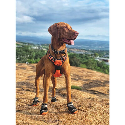 M-Pets Hiking Köpek Ayakkabısı L 