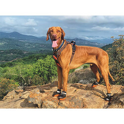 M-Pets Hiking Köpek Ayakkabısı L - Thumbnail