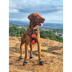 M-Pets Hiking Köpek Ayakkabısı L-XL - Thumbnail