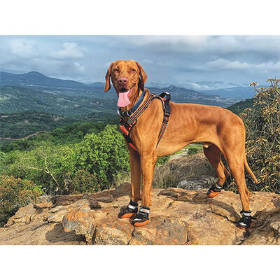 M-Pets Hiking Köpek Ayakkabısı L-XL 