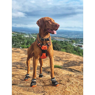 M-Pets Hiking Köpek Ayakkabısı XS-S 