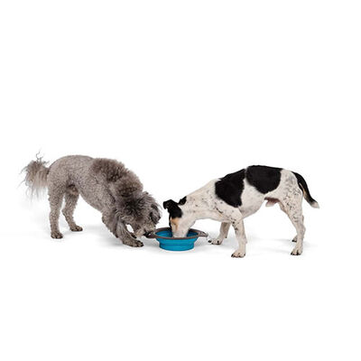M-Pets Kedi ve Köpekler İçin Katlanır Silikon Mama ve Su Kabı Mavi 750 Ml 