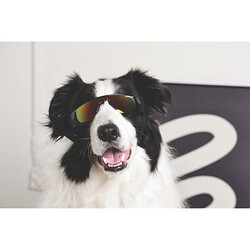 M-Pets Sunny Sunbather Köpek Gözlüğü Siyah 15,2x4,9 Cm - Thumbnail