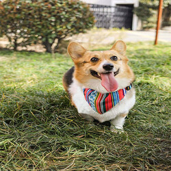 M-Pets Urban Style Jazz Bandana Köpek Boyun Tasması Small 15-33 Cm - Thumbnail