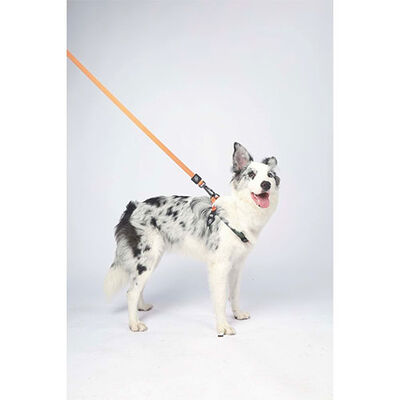 M-Pets Wild Jungle Köpek Gezdirme Kayışı Turuncu Large-Xlarge 2x120 Cm 