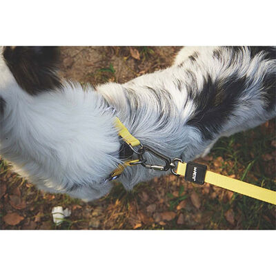 M-Pets Wild Safari Köpek Gezdirme Kayışı Sarı Large-XLarge 2x120 Cm 