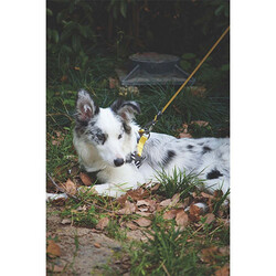 M-Pets Wild Safari Köpek Gezdirme Kayışı Sarı Large-XLarge 2x120 Cm - Thumbnail